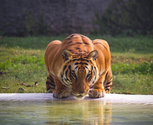 Tiger lying down facing onto a pool of water